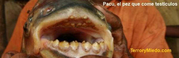 Pacu, el pez que come testículos