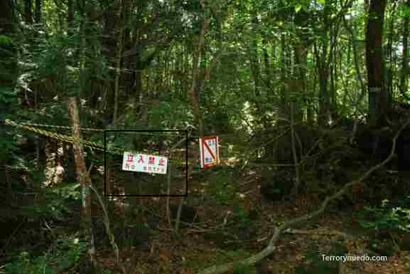 fotos aokigahara el bosque de los suicidas