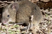 ratonrojo.jpg
