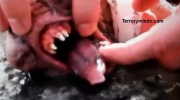 mutante-reales.jpg