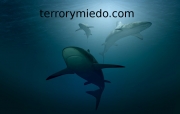 grupodetiburones.jpg