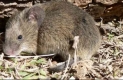 ratonrojo.jpg