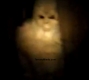 yeti-real.jpg