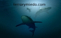 grupodetiburones.jpg