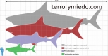 megalodon.jpg